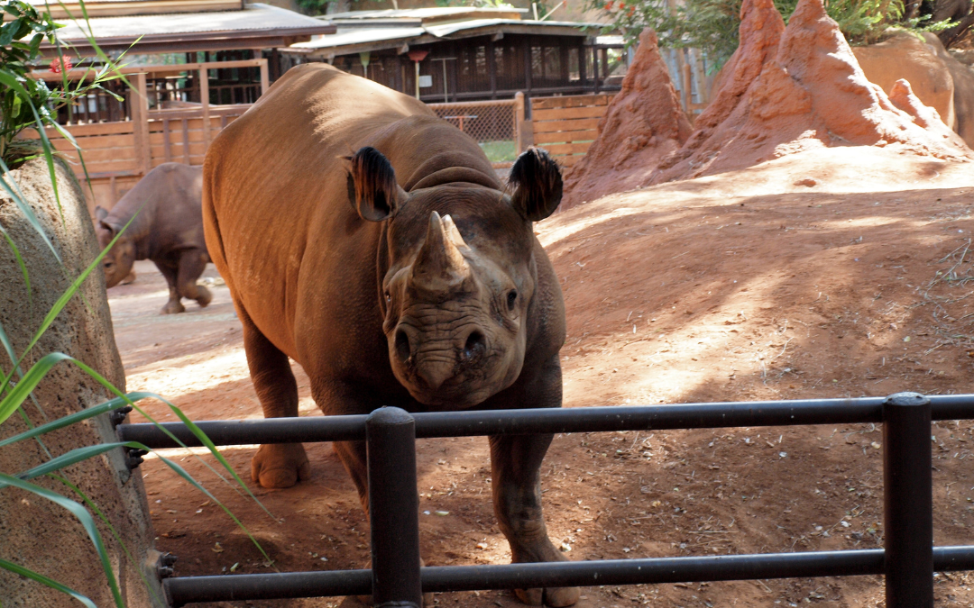 wheelchair accessible things to do in Honolulu, Hawaii Honolulu zoo