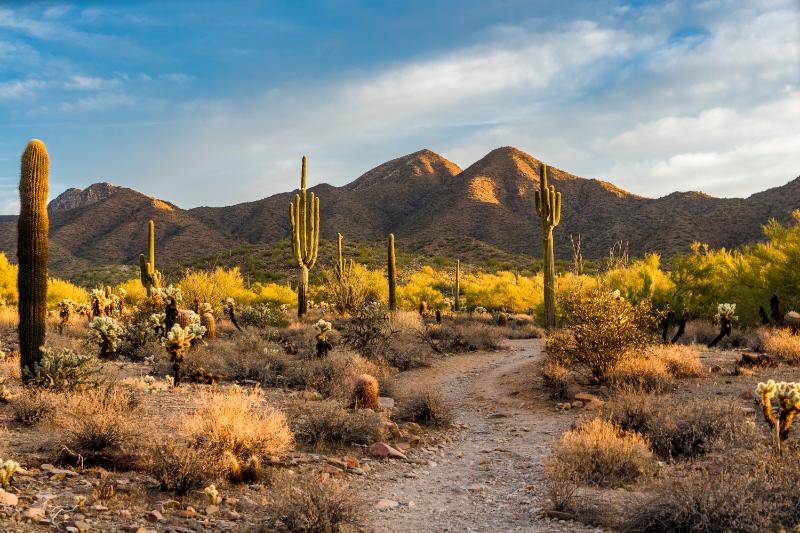 saguaros and mountains at Scottsdale's Mcdowell Sonoran Preserve