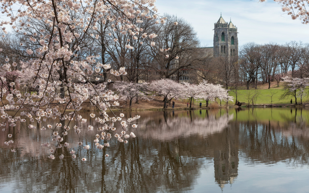 wheelchair accessible things to do in Newark, NJ - Cherry Blossoms at Branch Brook Park