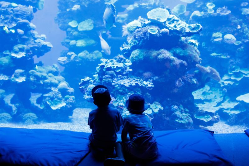 children looking at an aquarium exhibit