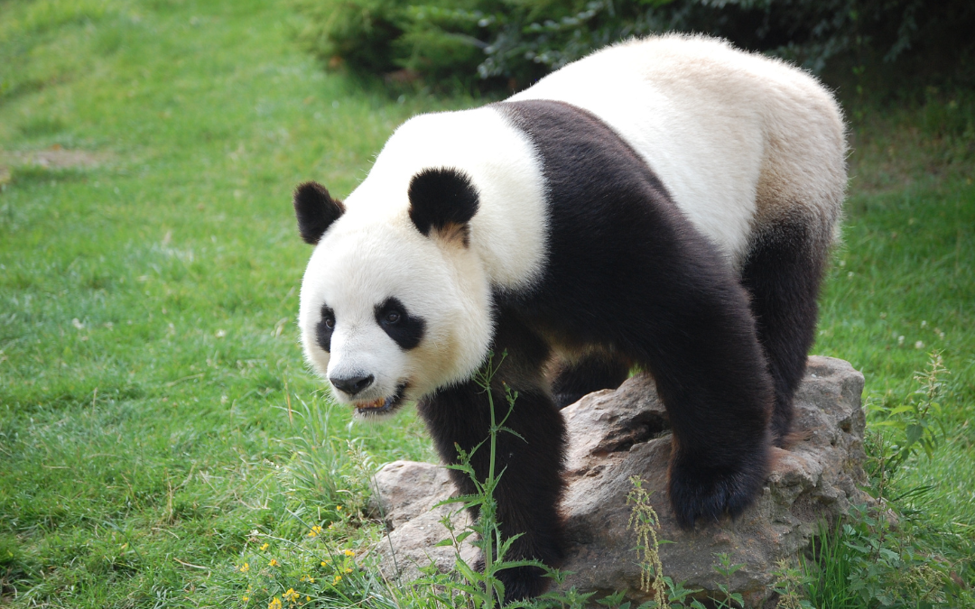 wheelchair accessible things to do in San Diego San Diego Zoo