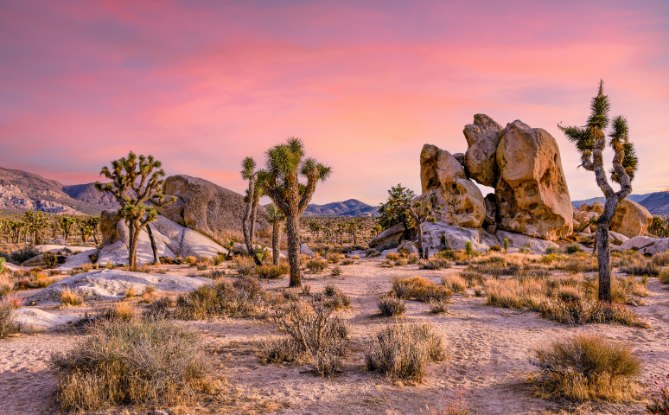 Joshua Tree National Park desert landscape with trees and boulders