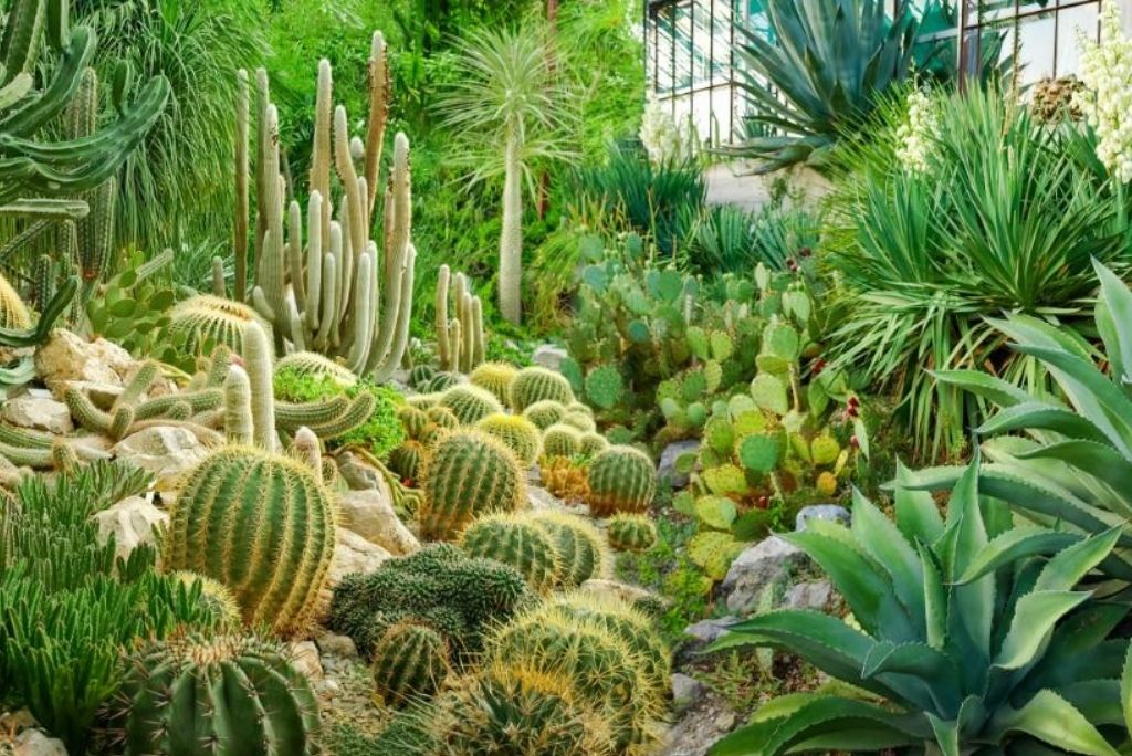 Photo of cacti at Moorten Botanical Garden