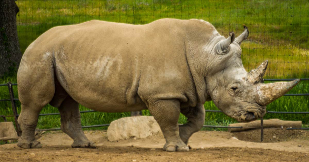 Santa Rosa Handicap Activities Wheelers Accessible Van Rentals