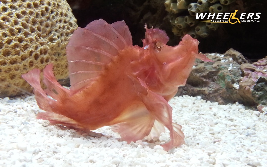 A leaf scorpionfish on the aquarium floor at The Florida Aquarium in Tampa, surrounded by coral and rocks.