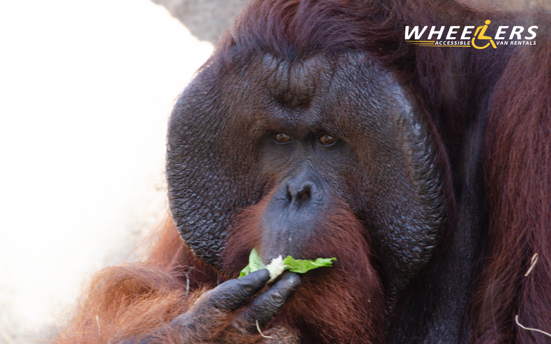 Orangutan eating a leaf at ZooTampa at Lowry Park, captured in a close-up showing its detailed facial features and thick reddish-brown fur.