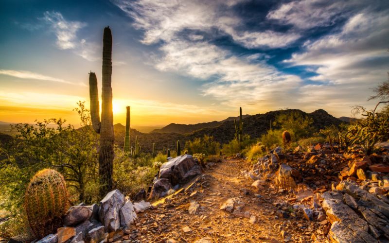 Sonoran Desert Landscape with Saguaro Cactuses at Dawn