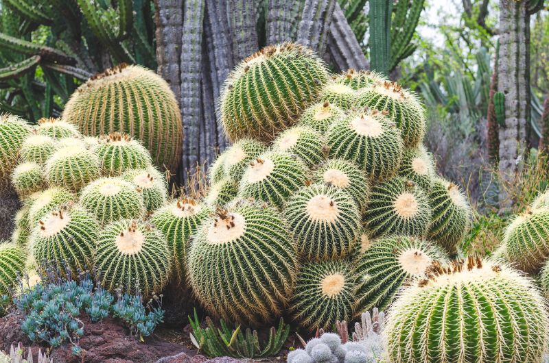 Desert cactus plants in a botanical garden