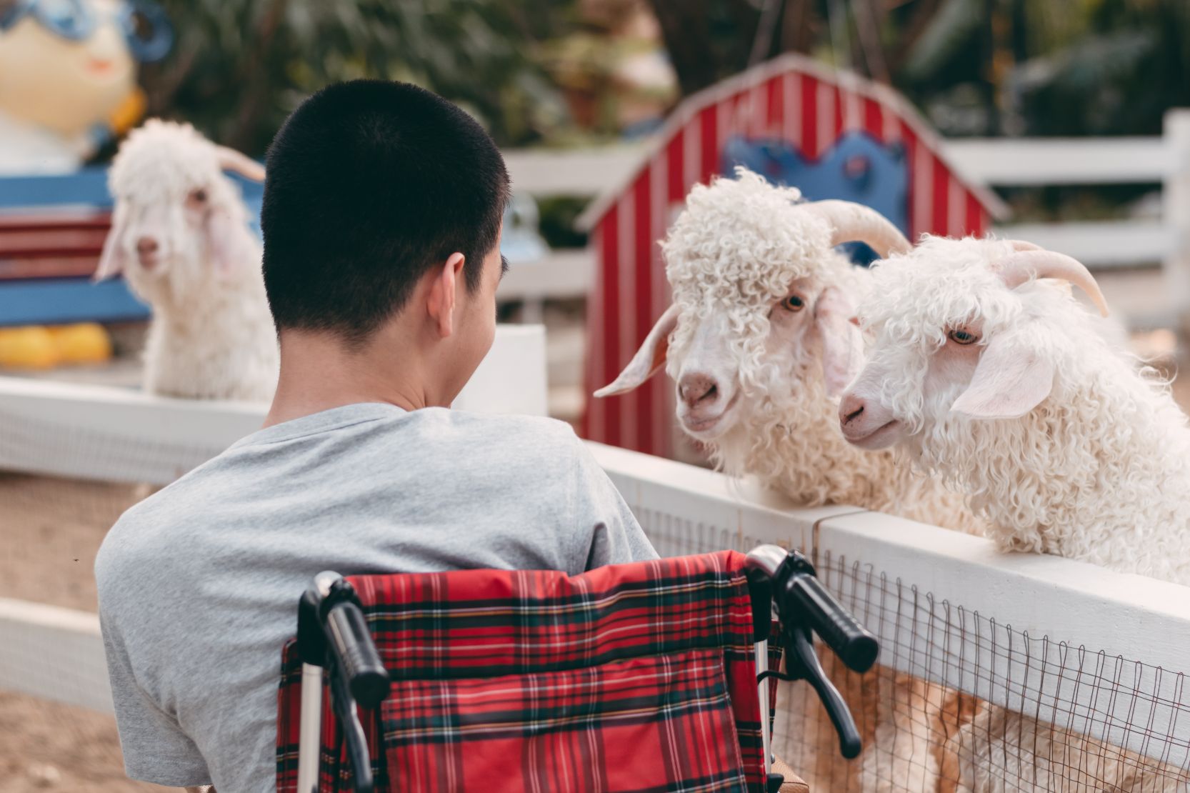 disabled child sitting on wheel chair feeding goat
