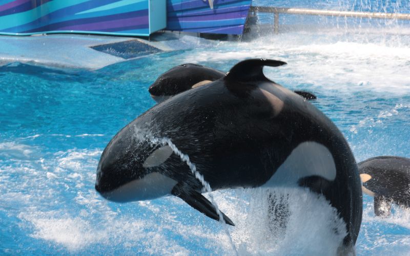 Dover Tourist Attractions Featuring Killer Whales Jumping Out of Water