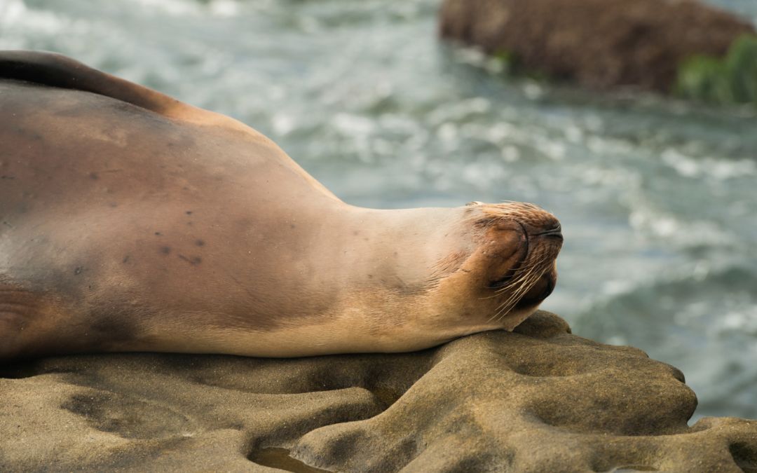 Seal Lying on Rocks at La Jolla Cove