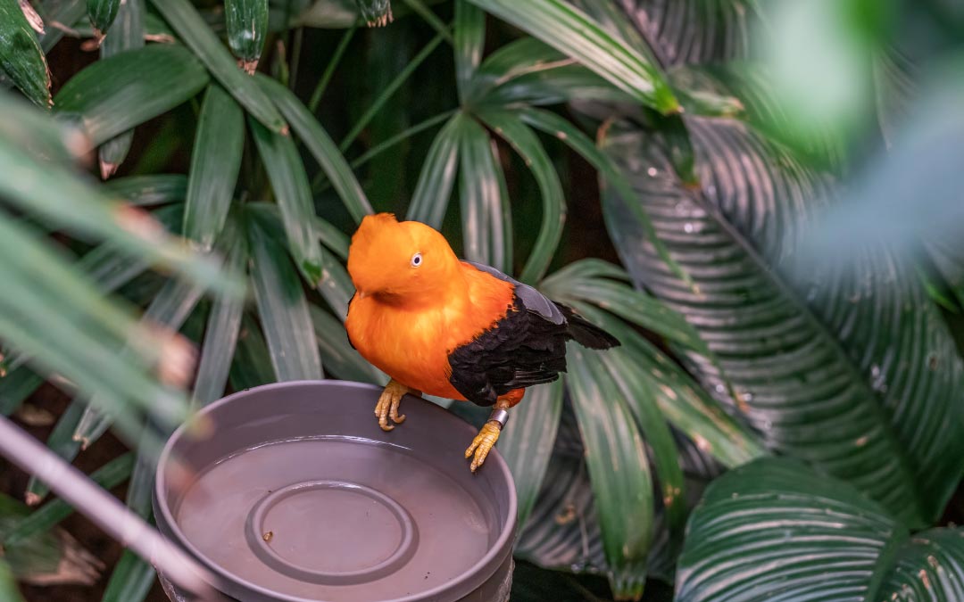 Bird at Woodland Park Zoo